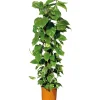 Hot Plantiflor Efeutute Topf Durchmesser 21 cm
