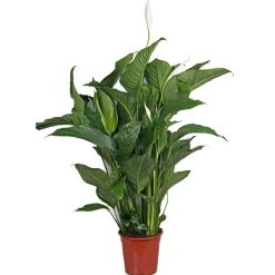 Best Plantiflor Einblatt 100 cm Topf 21 cm