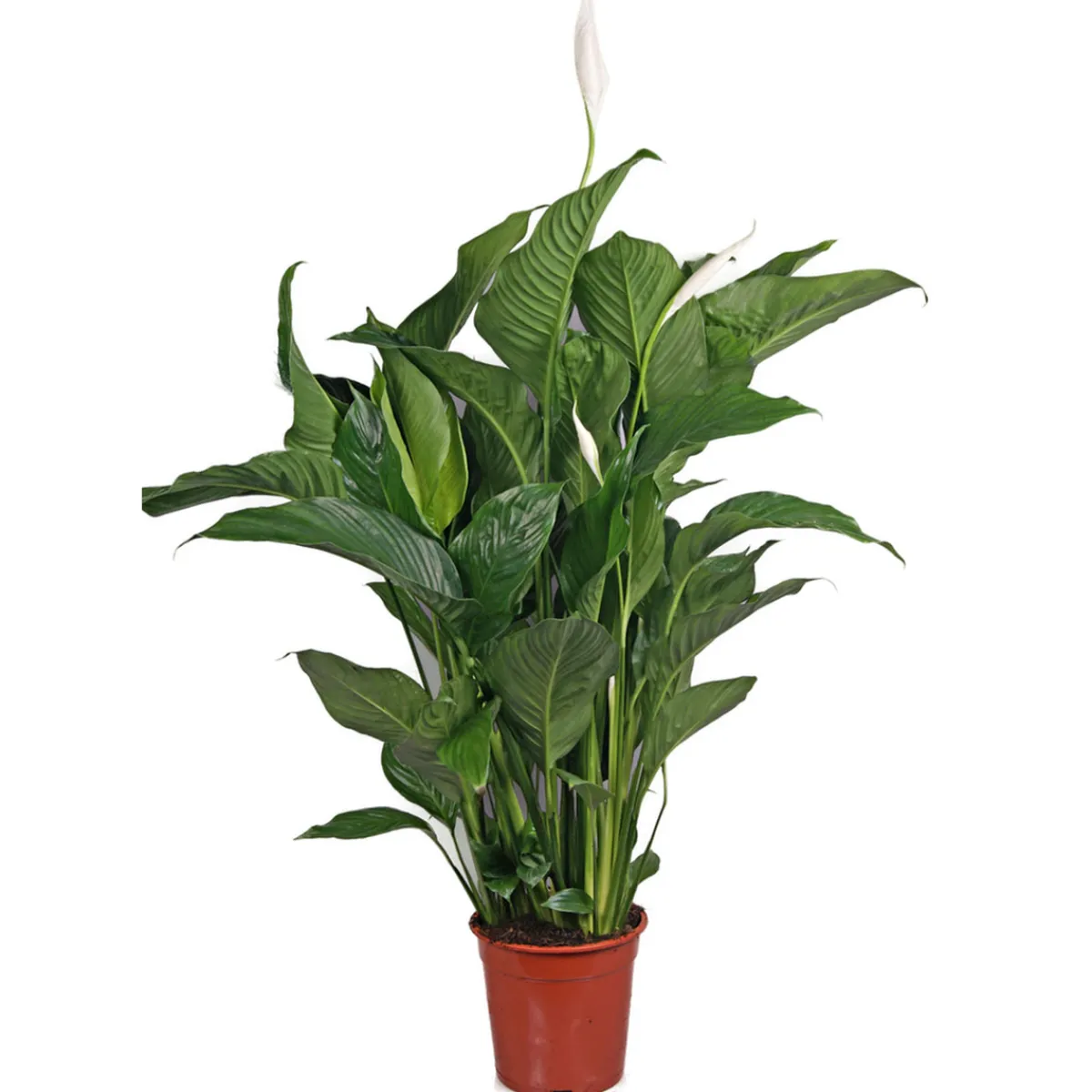 Best Plantiflor Einblatt 100 cm Topf 21 cm