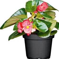 New Plantiflor Eisbegonie Topf Durchmesser 9 cm