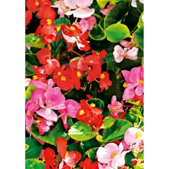New Plantiflor Eisbegonie Topf Durchmesser 9 cm