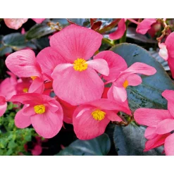 New Plantiflor Eisbegonie Topf Durchmesser 9 cm
