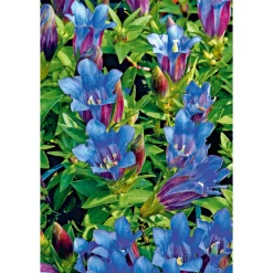 New Plantiflor Enzian blau Topf- Durchmesser 10,5 cm
