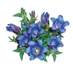 New Plantiflor Enzian blau Topf- Durchmesser 10,5 cm