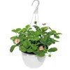 Online Plantiflor Erdbeeren-Ampel Topf Durchmesser 19 cm