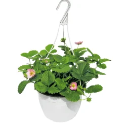 Online Plantiflor Erdbeeren-Ampel Topf Durchmesser 19 cm