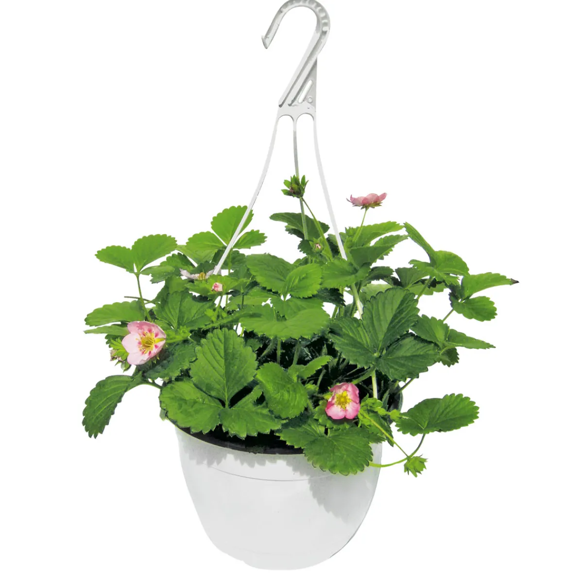 Online Plantiflor Erdbeeren-Ampel Topf Durchmesser 19 cm