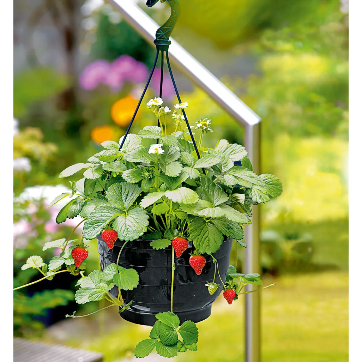 Online Plantiflor Erdbeeren-Ampel Topf Durchmesser 19 cm