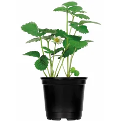 Sale Plantiflor Erdbeerpflanzen verschiedene Sorten Topf Durchmesser 9,5 cm