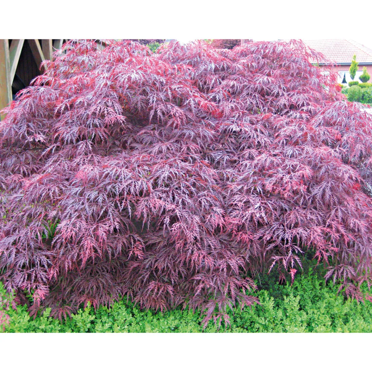 Online Plantiflor Fächerahorn im Topf Durchmesser 19 cm