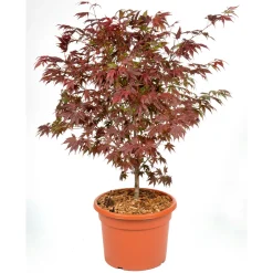 Online Plantiflor Fächerahorn im Topf Durchmesser 19 cm