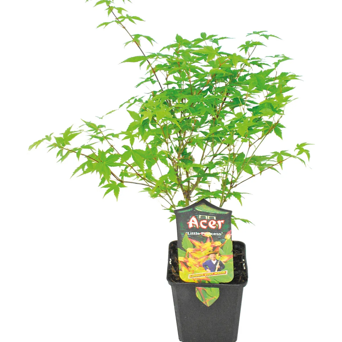 Online Plantiflor Fächerahorn im Topf Durchmesser 19 cm