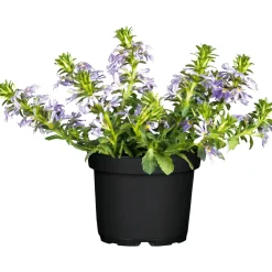 Best Plantiflor Fächerblume Topf Durchmesser 13 cm