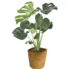 Sale Plantiflor Fensterblatt 45-50 cm T 14