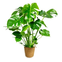 Sale Plantiflor Fensterblatt 45-50 cm T 14