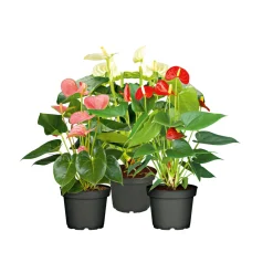 Outlet Plantiflor Flamingo-Blume Pink T14