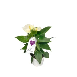 Outlet Plantiflor Flamingoblume Ton in Ton Topf- Durchmesser 10,5 cm