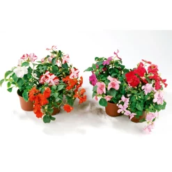 Plantiflor Fleißiges Lieschen Topf Durchmesser 10,5 cm