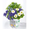Online Plantiflor Frühlings-Mix Topf Durchmesser 13 cm