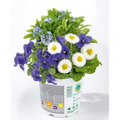 Online Plantiflor Frühlings-Mix Topf Durchmesser 13 cm