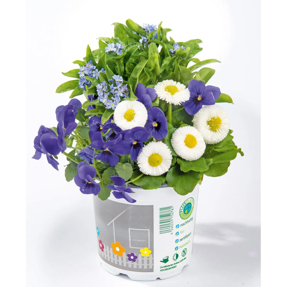 Online Plantiflor Frühlings-Mix Topf Durchmesser 13 cm