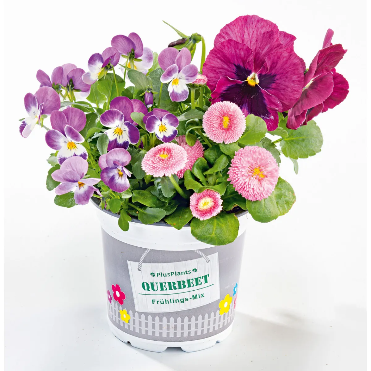 Online Plantiflor Frühlings-Mix Topf Durchmesser 13 cm