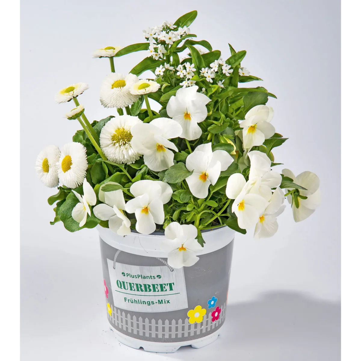 Online Plantiflor Frühlings-Mix Topf Durchmesser 13 cm