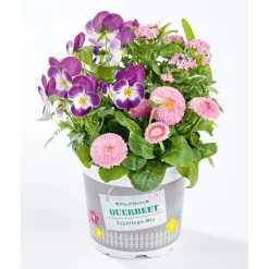 Online Plantiflor Frühlings-Mix Topf Durchmesser 13 cm