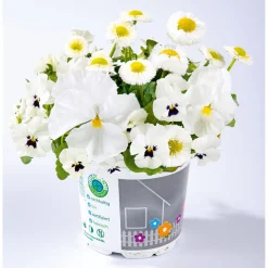 Online Plantiflor Frühlings-Mix Topf Durchmesser 13 cm