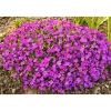 Online Plantiflor Frühlingsstauden Topf Durchmesser 11 cm