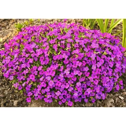 Online Plantiflor Frühlingsstauden Topf Durchmesser 11 cm
