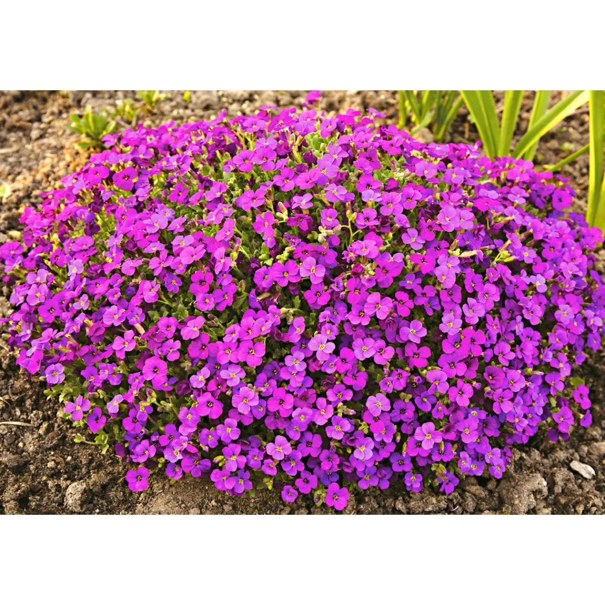 Online Plantiflor Frühlingsstauden Topf Durchmesser 11 cm