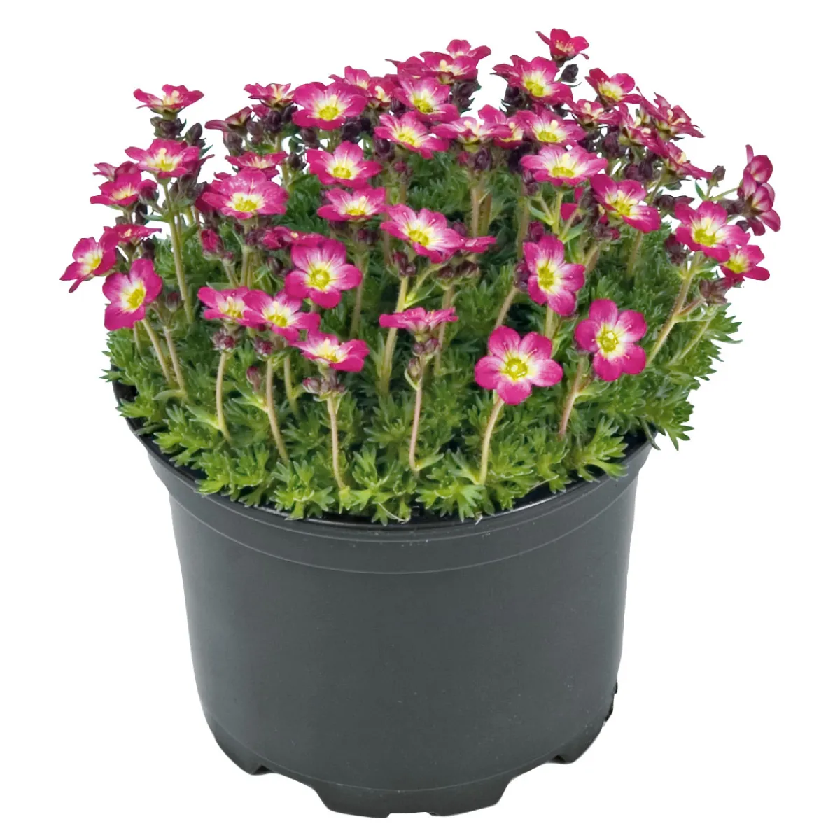 Online Plantiflor Frühlingsstauden Topf Durchmesser 11 cm