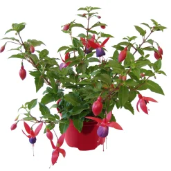 Online Plantiflor Fuchsie hängend Topf Durchmesser 12 cm