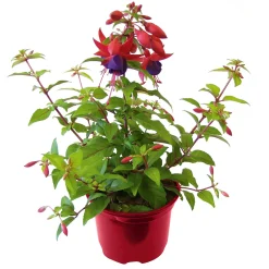 Online Plantiflor Fuchsie stehend Topf Durchmesser 12 cm