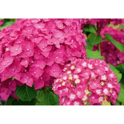Clearance Plantiflor Gartenhortensie Macrophylla Topf- Durchmesser 17 cm