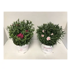 Discount Plantiflor Gartennelke verschiedene Farben T17