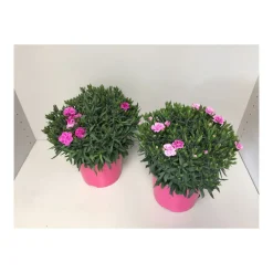 Discount Plantiflor Gartennelke verschiedene Farben T17