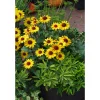 Online Plantiflor Garten-Sonnenauge C3