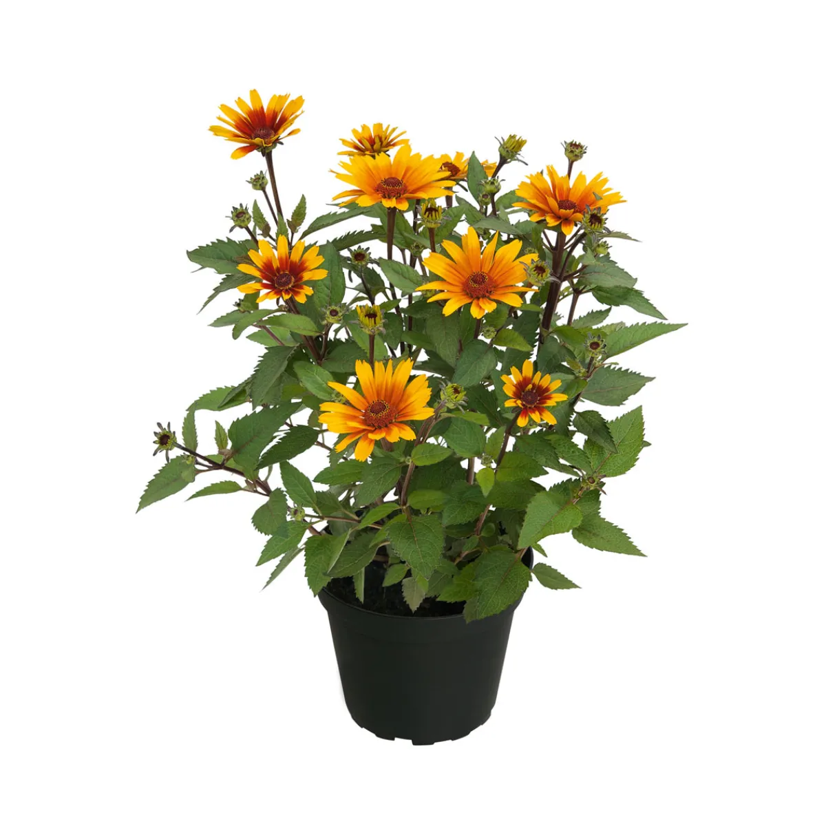 Online Plantiflor Garten-Sonnenauge C3