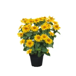 Online Plantiflor Garten-Sonnenauge C3