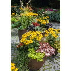 Online Plantiflor Garten-Sonnenauge C3