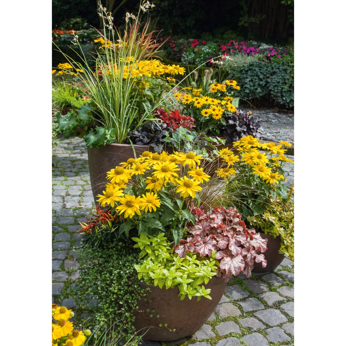 Online Plantiflor Garten-Sonnenauge C3