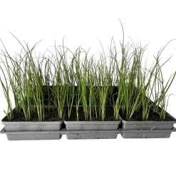 Best Plantiflor Gemüsejungpflanze Porre/Lauch 6er-Tray