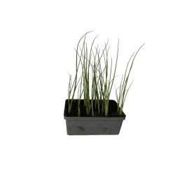 Best Plantiflor Gemüsejungpflanze Porre/Lauch 6er-Tray