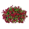 Outlet Plantiflor Geranie hängend im Topf Durchmesser 10,5 cm