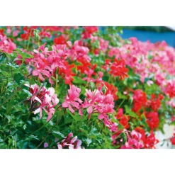 Outlet Plantiflor Geranie hängend im Topf Durchmesser 10,5 cm