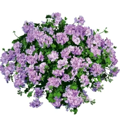Outlet Plantiflor Geranie hängend im Topf Durchmesser 10,5 cm