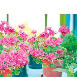 Outlet Plantiflor Geranie hängend im Topf Durchmesser 10,5 cm