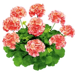 Clearance Plantiflor Geranie stehend im Topf Durchmesser 10,5 cm